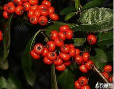 基层工作信息管理平台上市公司区块链周动态(4