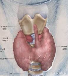 脚后跟骨刺的治疗方法常见的引起跟骨骨刺的原因是由于位于足底
