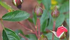 降血脂的食物可防止人体因缺锌而出疾病