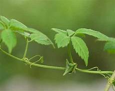 绞股蓝的功效与作用