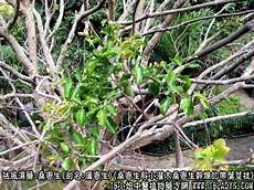 假体隆鼻整形医院张女士一直对自己的容貌不满意