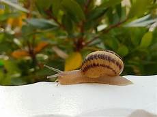 胶原蛋白有什么功效