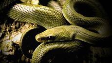 金银花采摘机内丘县南刘庄村致富路上盛开“金银”花